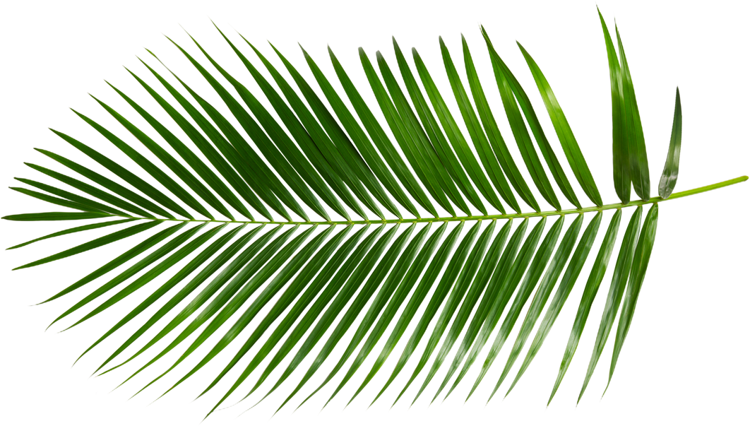Tropical Palm Leaves Cutout