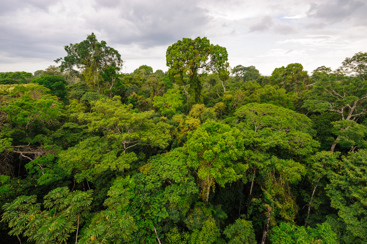 Tambopata Nature Reserve